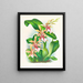 Odontoglossum hastilabium - Jean Jules Linden — ingelijst kunstwerk aan de muur