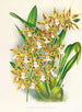 Odontoglossum boddaertianum - Jean Jules Linden — weergave van het kunstwerk