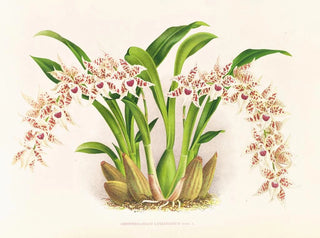 Jean Jules Linden - Odontoglossum lucianianum.webp
