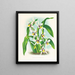 Odontoglossum maxillare - Jean Jules Linden — ingelijst kunstwerk aan de muur