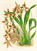 Odontoglossum nevadense - Jean Jules Linden — weergave van het kunstwerk