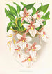 Odontoglossum rubescens - Jean Jules Linden — weergave van het kunstwerk