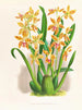Odontoglossum schillerianus - Jean Jules Linden — weergave van het kunstwerk