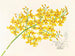van Oncidium aurosum - Jean Jules Linden — weergave van het kunstwerk