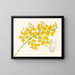 van Oncidium aurosum - Jean Jules Linden — ingelijst kunstwerk aan de muur