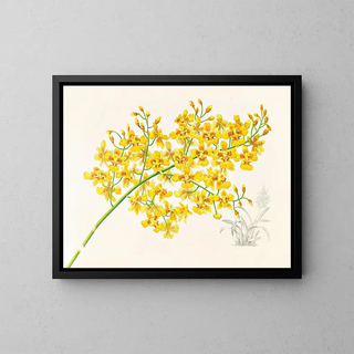Jean Jules Linden - Oncidium aurosum.webp