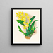 Oncidium concolor - Jean Jules Linden — ingelijst kunstwerk aan de muur