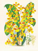 Sarcodes d'Oncidium - Jean Jules Linden — weergave van het kunstwerk