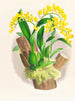 Oncidium warscewiczii - Jean Jules Linden — weergave van het kunstwerk