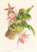 Paphinia Randi Paphinia Cristata - Jean Jules Linden — weergave van het kunstwerk