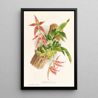 Jean Jules Linden - Paphinia Randi Paphinia Cristata.webp