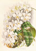 Phalaenopsis Stuartiana - Jean Jules Linden — weergave van het kunstwerk