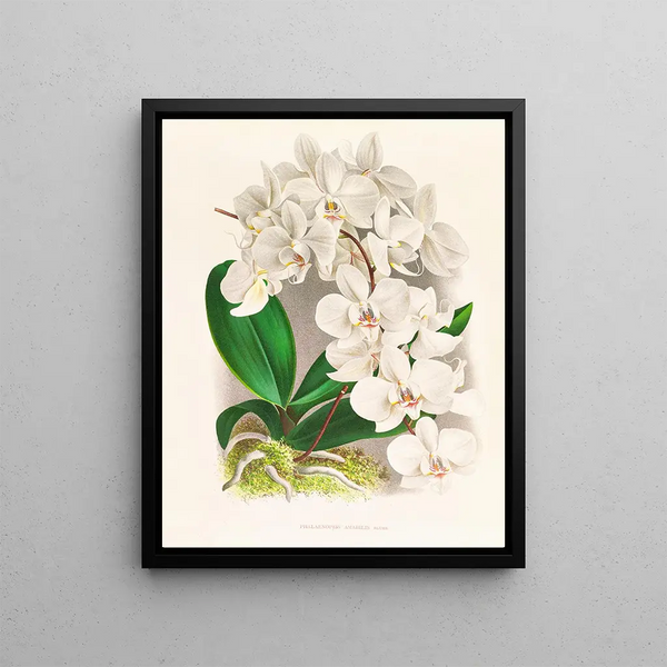 Jean Jules Linden - Phalaenopsis amabilis.webp
