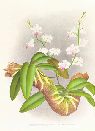 Jean Jules Linden - Phalaenopsis esmeralda var candidula.webp