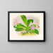 Phalaenopsis luddemanniana - Jean Jules Linden — ingelijst kunstwerk aan de muur