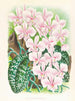 Phalaenopsis schilleriana - Jean Jules Linden — weergave van het kunstwerk