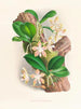 Phalaenopsis sumatrana - Jean Jules Linden — weergave van het kunstwerk