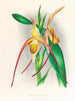 Selenipedium grande - Jean Jules Linden — weergave van het kunstwerk