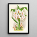 Spathoglottis Augustorum - Jean Jules Linden — ingelijst kunstwerk aan de muur