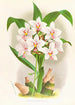 Spathoglottis Augustorum - Jean Jules Linden — weergave van het kunstwerk