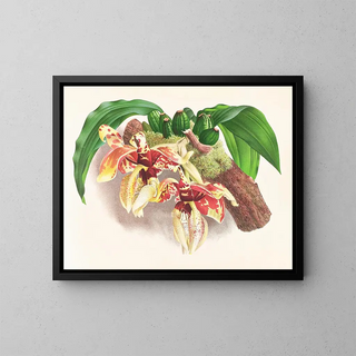 Jean Jules Linden - Stanhopea Tigrina.webp
