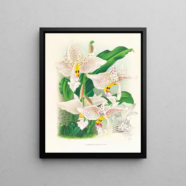 Jean Jules Linden - Stanhopea oculata.webp