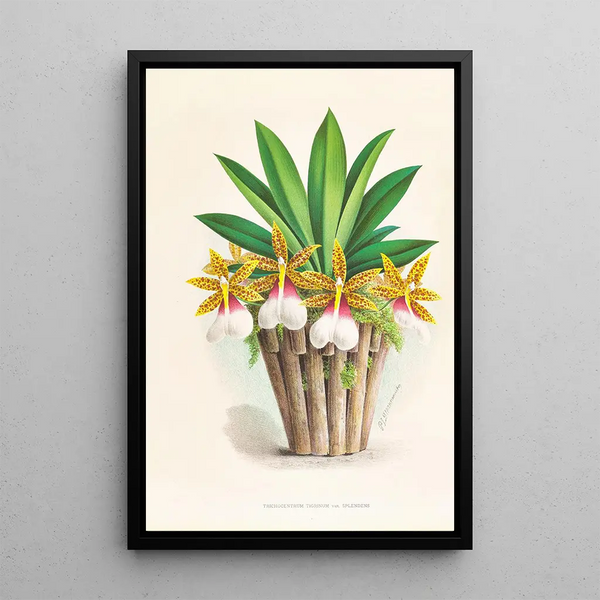 Jean Jules Linden - Trichocentrum Tigrinum.webp