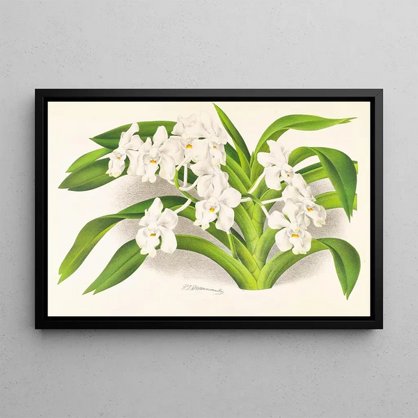 Jean Jules Linden - Vanda denisoniana.webp