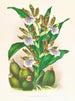 Zygopetalum intermédiaire - Jean Jules Linden — weergave van het kunstwerk