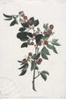 Early Cherry Branches - Jean-Louis Prévost — weergave van het kunstwerk