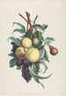 Takken van rousselet, vis, pruim en druif - Jean-Louis Prévost — weergave van het kunstwerk