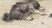 Sleeping Dog seen from behind - Johan Daniël Koelman — artwork view