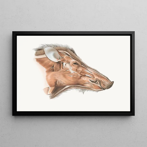 Johan Erik Vesti Boas - Superficial facial muscles of Wild Boar.webp