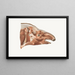 Superficial Facial Muscles of a Tapir - Johan Erik Vesti Boas — framed artwork on a wall