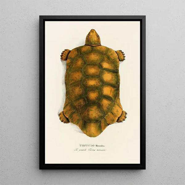 Johann Baptist von Spix - Testudo Hercules.webp