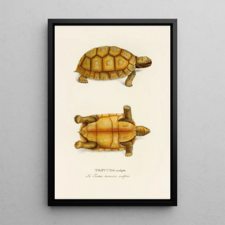 Johann Baptist von Spix - Testudo Sculpta.webp