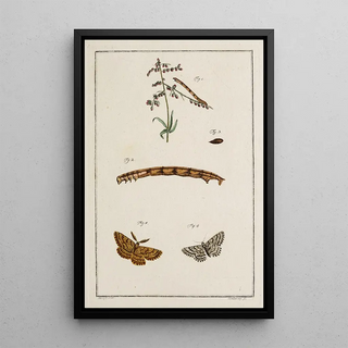 Johann Caspar Fuessli - Archives de lhistoire des insectes Pl10.webp