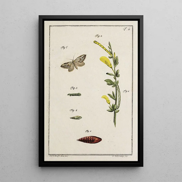 Johann Caspar Fuessli - Archives de lhistoire des insectes Pl11.webp