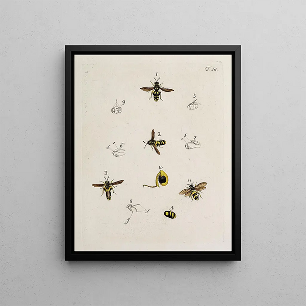 Johann Caspar Fuessli - Archives de lhistoire des insectes Pl18.webp