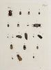 Archives de l'histoire des insectes Pl19 - Johann Caspar Füssli — weergave van het kunstwerk
