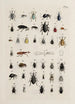 Archives de l'histoire des insectes Pl25 - Johann Caspar Füssli — weergave van het kunstwerk