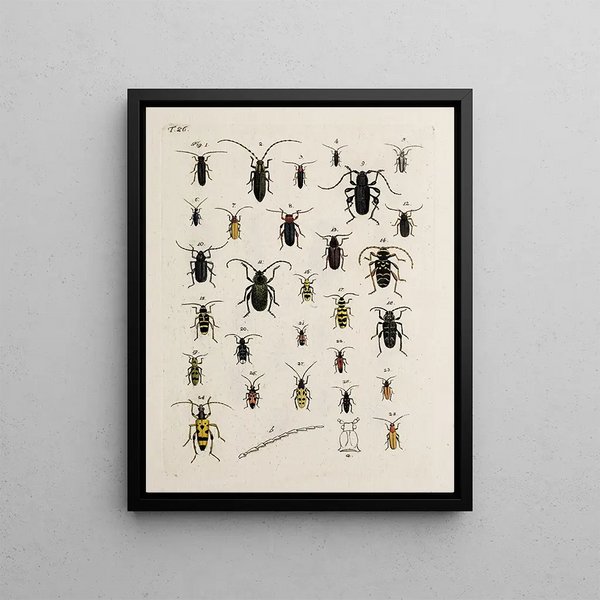 Johann Caspar Fuessli - Archives de lhistoire des insectes Pl27.webp