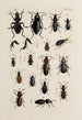 Archives de l'histoire des insectes Pl31 - Johann Caspar Füssli — weergave van het kunstwerk