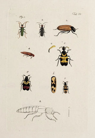 Johann Caspar Fuessli - Archives de lhistoire des insectes Pl32.webp