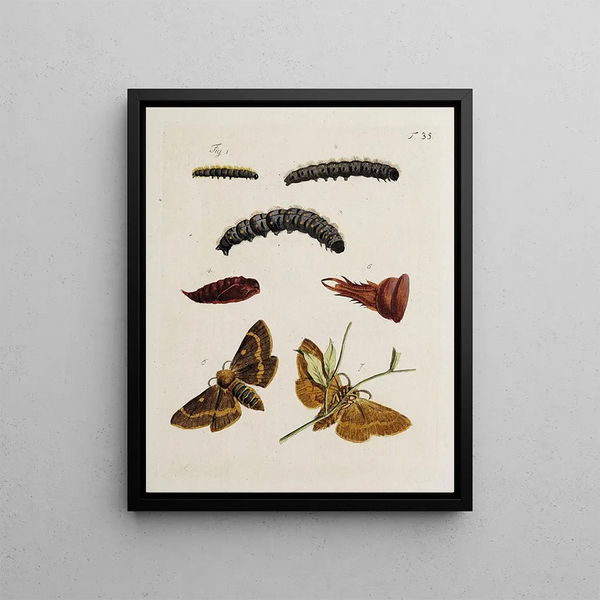 Johann Caspar Fuessli - Archives de lhistoire des insectes Pl37.webp