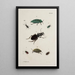 Archives de l'histoire des insectes Pl41 - Johann Caspar Füssli — ingelijst kunstwerk aan de muur