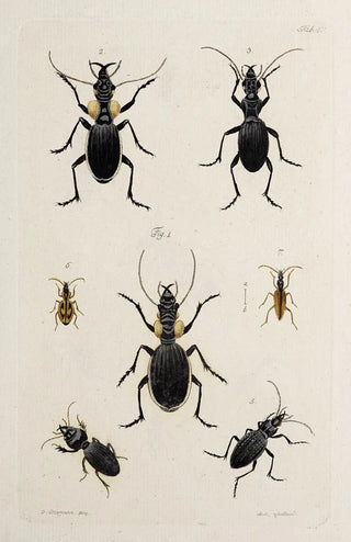 Johann Caspar Fuessli - Archives de lhistoire des insectes Pl42.webp