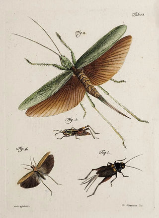 Johann Caspar Fuessli - Archives de lhistoire des insectes Pl48.webp