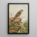 Accentor collaris - Johann Friedrich Naumann — ingelijst kunstwerk aan de muur