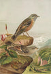 Accentor collaris - Johann Friedrich Naumann — weergave van het kunstwerk